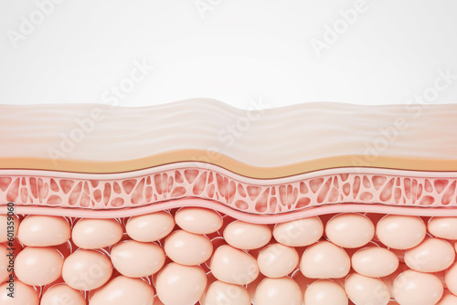 saggy skin layer and skin cells, 3D rendering.