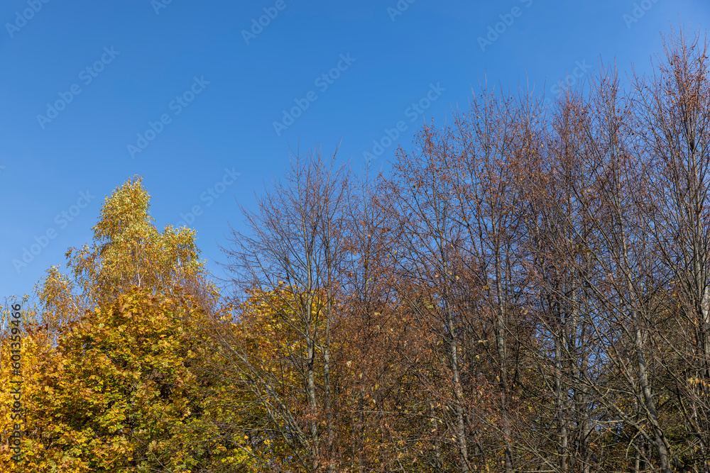 Autumn foliage on trees during its color change
