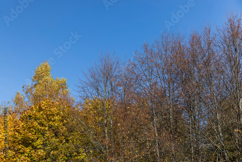 Autumn foliage on trees during its color change