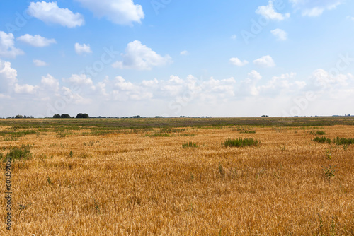 Agricultural field with a large number of yellow cereals