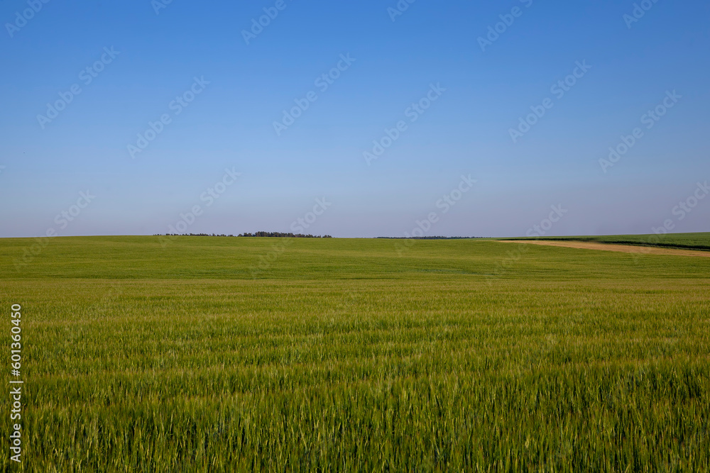 beautiful blooming rapeseed flowers in spring beautiful blooming rapeseed flowers in spring