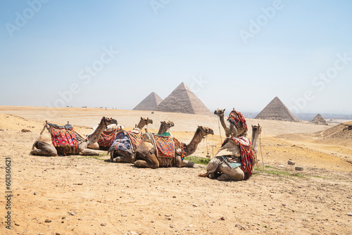 colorful blanketed camels rest before their next riders against the backdrop of the great pyramids at Giza Pyramids