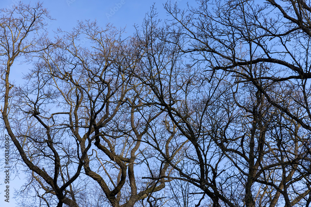 Bare trees in early spring in sunny clear weather Bare trees in early spring in sunny clear weather
