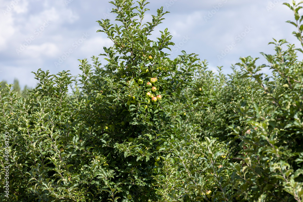 Fototapeta premium Apple orchard with an unripe harvest of green apples