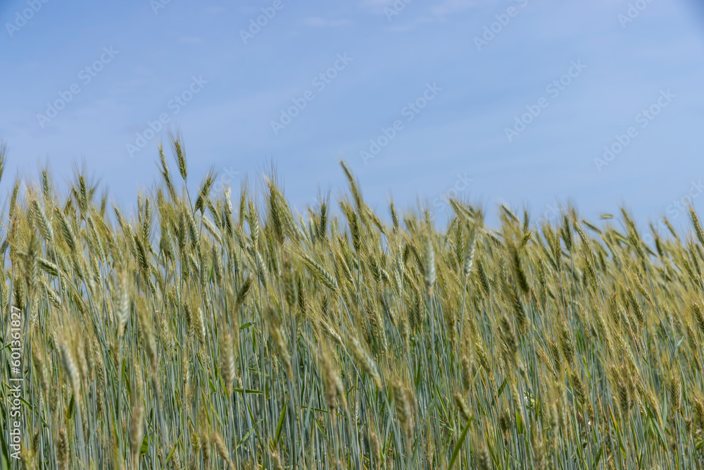 Obraz premium A field with unripe wheat in the summer season