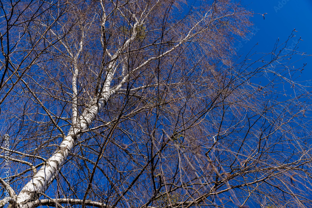 leafless birch trees in sunny weather in spring leafless birch trees in sunny weather in spring
