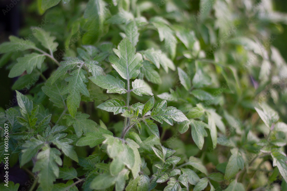 Obraz premium young plants in a pot, tomato seedlings