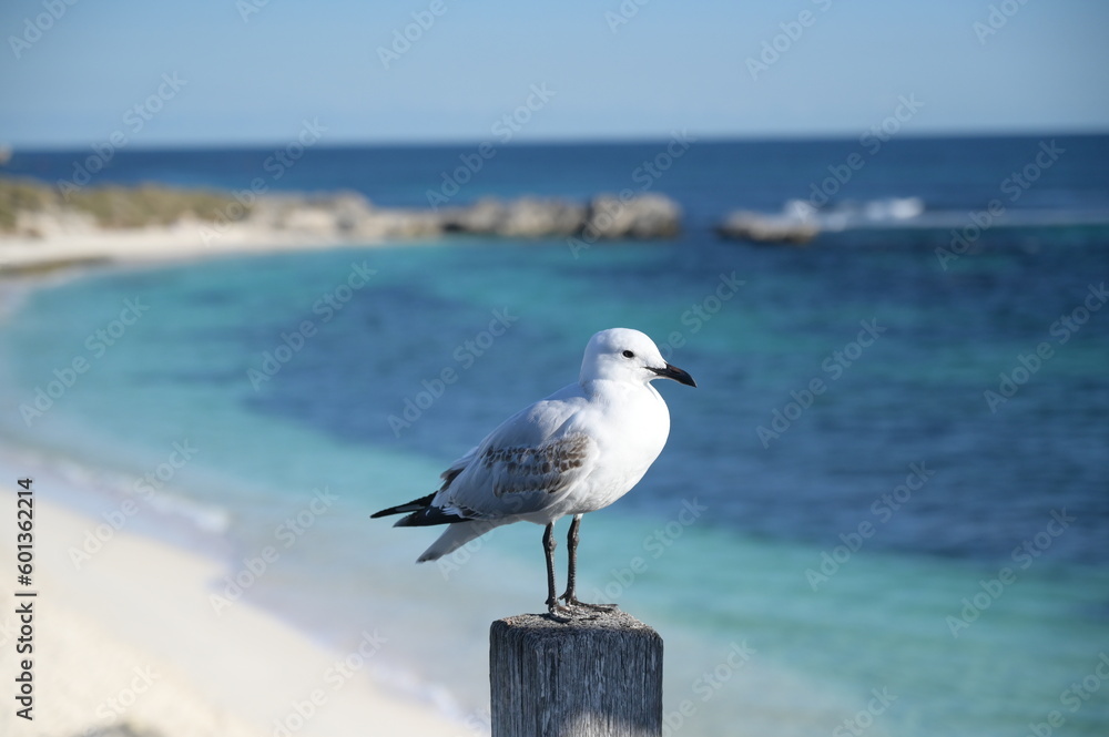 A view with a seagull A view with a seagull