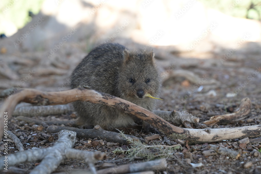 A quokka eating a meal