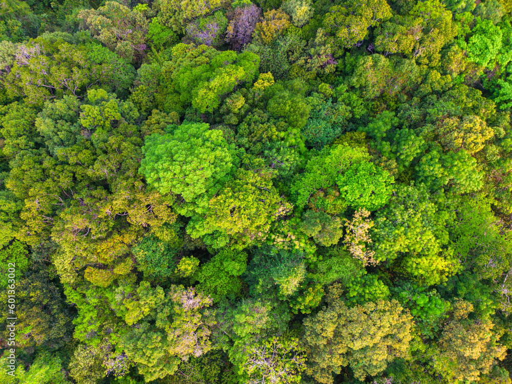 Tropical gree tree rain forest on island aerial view