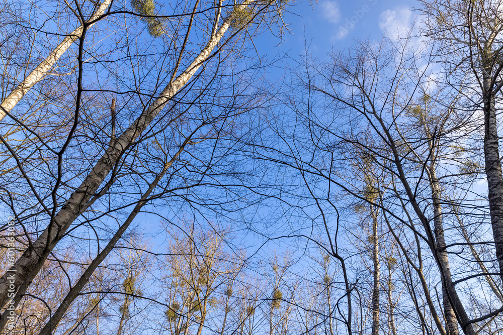 birch tree without foliage in the spring season birch tree without foliage in the spring season