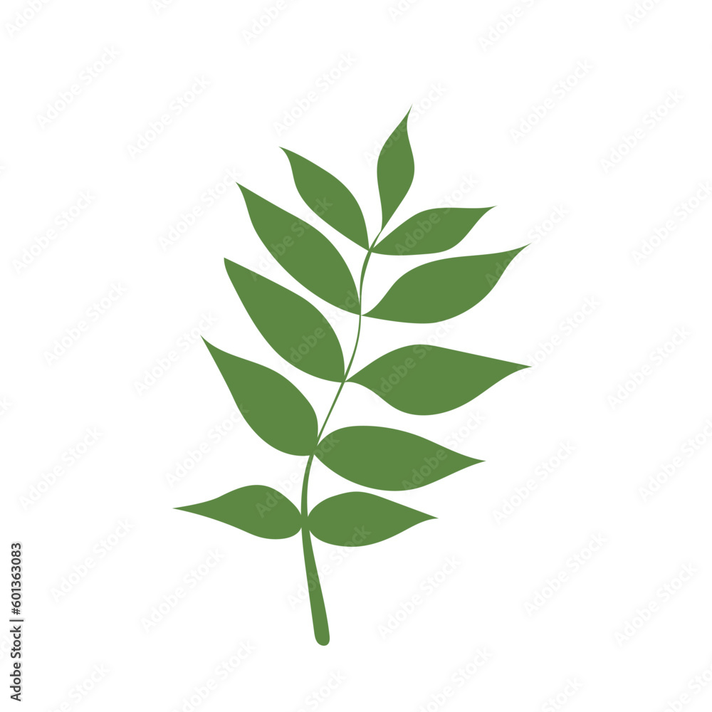 Flat icon ash leaf isolated on white background. Ash tree. Vector illustration.