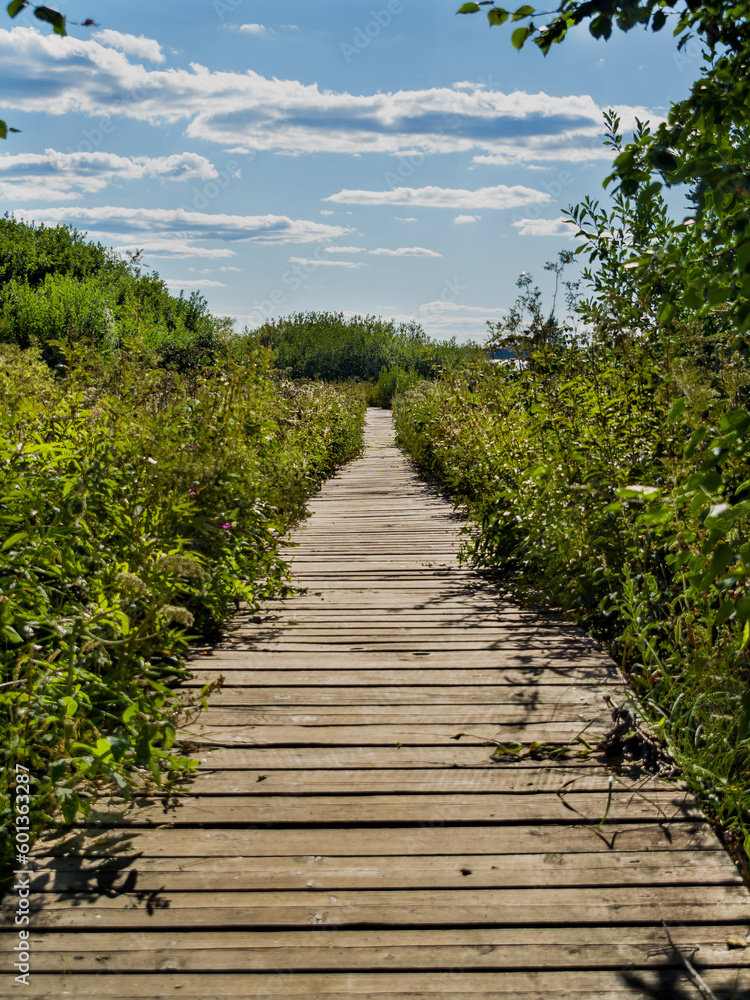 A long wooden platform has been laid across the entire field. Green grass around the wooden road. vertically. Beautiful rural landscape. No people. A long wooden platform has been laid across the entire field. Green grass around the wooden road. vertically. Beautiful rural landscape. No people.