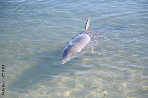 Wild dolphin coming to people