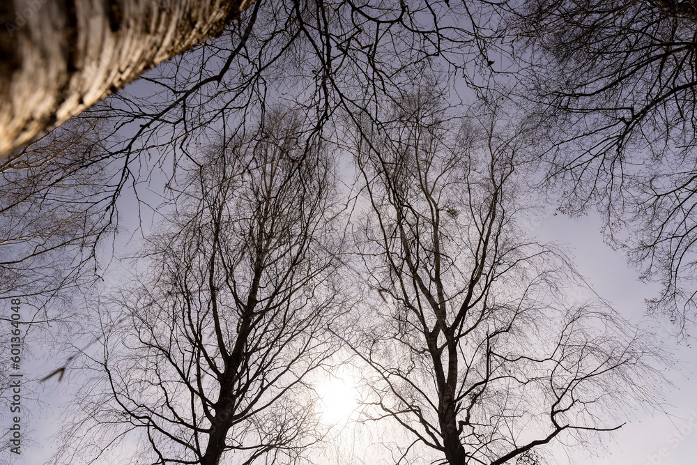 Birch tree branches in the park in spring sunny weather Birch tree branches in the park in spring sunny weather