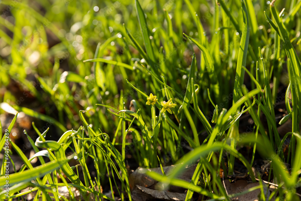 Obraz premium sunny green grass and small yellow flowers in the forest