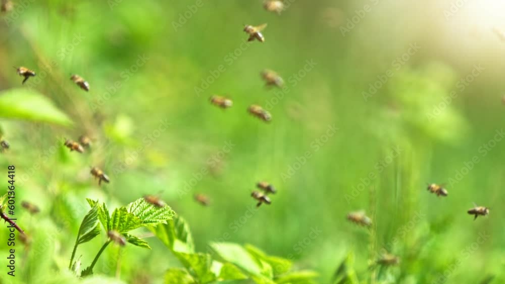 Flying Bees, Low Depth of Focus, Green Background. Filmed on High Speed Cinema Camera, 1000fps. Super Macro Shot. Flying Bees, Low Depth of Focus, Green Background. Filmed on High Speed Cinema Camera, 1000fps. Super Macro Shot.