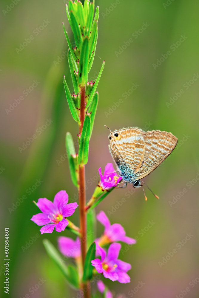 Small Mazarine blue butterfly macro.
