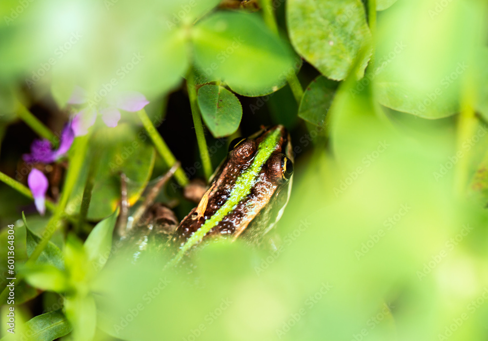 Small frog on water plant leaves background. Small frog on water plant leaves background.