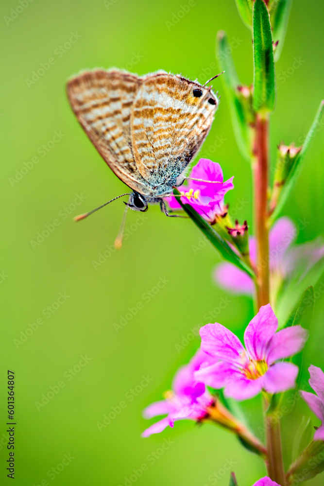 Small Mazarine blue butterfly macro.