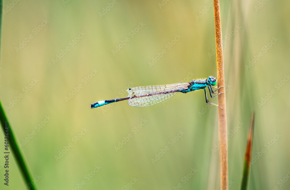 Common bluetail damselfly macro background