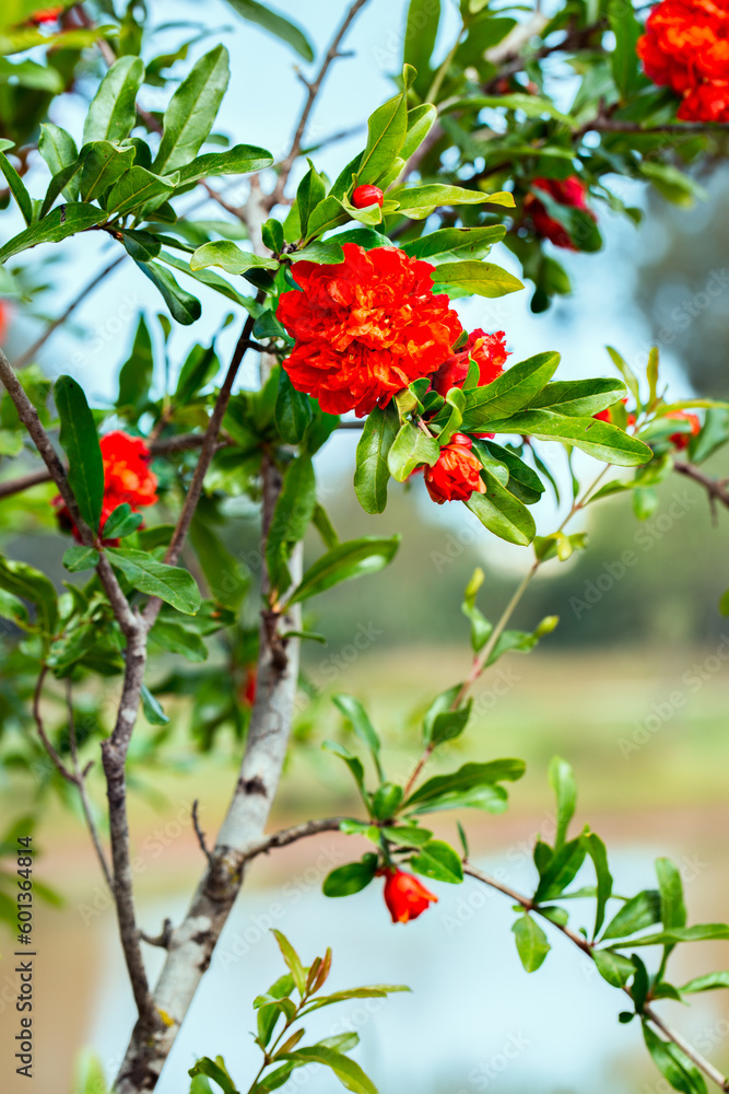 Pomegranate red flowers tree background