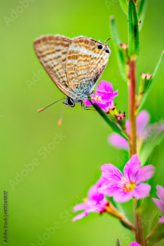 Small Mazarine blue butterfly macro.