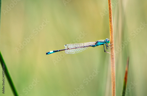  Common bluetail damselfly macro background