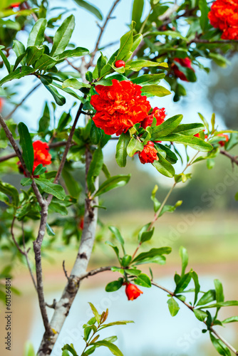 Pomegranate red flowers tree background