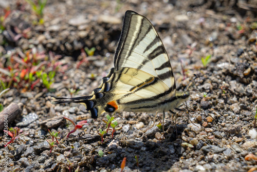 Beautiful butterfly (Iphiclides Podalirius) sits on the wet sand and drinks water. This is the process of feeding on minerals dissolved in this very soil.