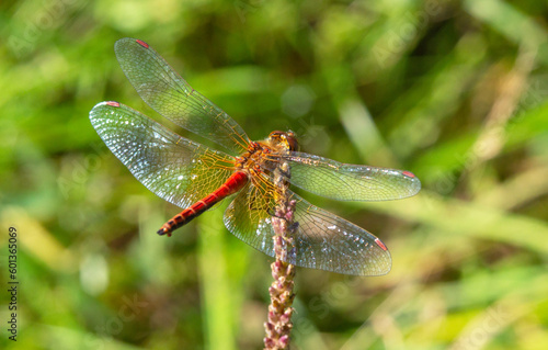 Red dragonfly on branch close-up on green background. Summer season meadow.