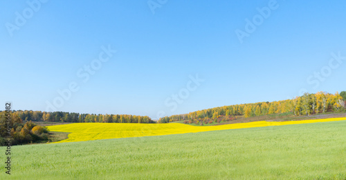 Blooming rapeseed field panoramic view clear blue sky. Agriculture, biotechnology, fuel, food industry, alternative energy, environmental protection.