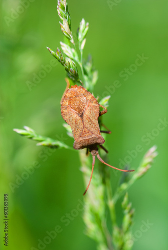 Close-up of brown tree beetle on grass stalk against blurred green background. © Dmitry