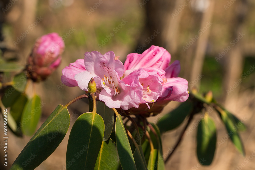 Close-up of a rhododendron with its pink spring flowers. Close-up of a rhododendron with its pink spring flowers.