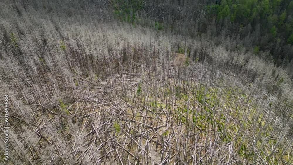 Aerial drone bird's eye view over forest along hilly slope destroyed by bark beetle infestation causing deforestation in Harz forest, Germany. Aerial drone bird's eye view over forest along hilly slope destroyed by bark beetle infestation causing deforestation in Harz forest, Germany.