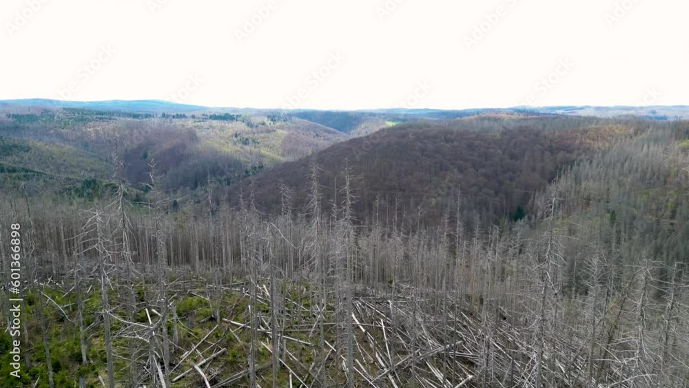 Aerial drone forward moving shot over forest over hilly slope destroyed by bark beetle infestation causing deforestation in Harz forest, Germany at daytime. Aerial drone forward moving shot over forest over hilly slope destroyed by bark beetle infestation causing deforestation in Harz forest, Germany at daytime.