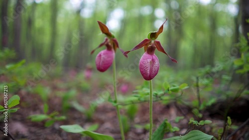 Pink Lady Slipper Cypripedium acaule, Orchids growing in a forest in Berkeley Springs, West Virginia. photo