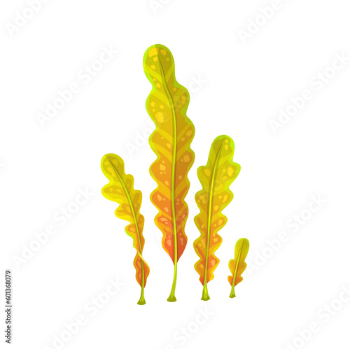 Cartoon underwater kelp seaweed plant. Aquarium and sea algae. Ocean aquatic plant, coral reef marine deep weed or aquarium water flora, tropical sea isolated vector edible laminaria seaweed