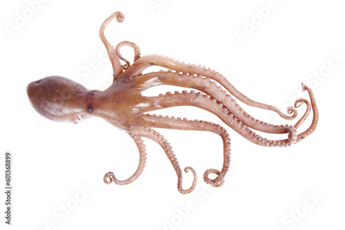 Octopus on a white background © pdm