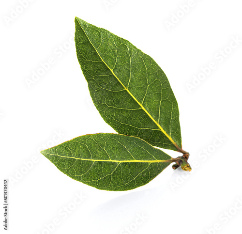 bay leaf isolated on a white background