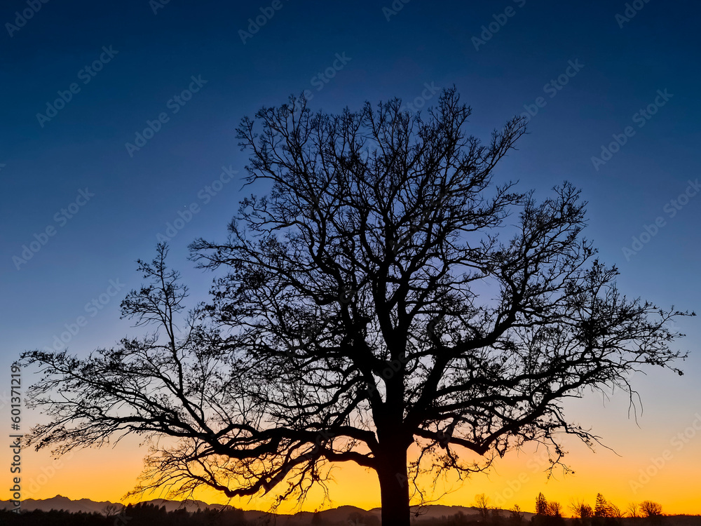 Mächtiger Baum im Sonnenuntergang