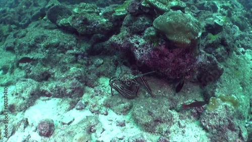 Wallpaper Mural Large nice lobster close-up underwater in Isla del Coco. One particularly mesmerizing sight is that of large school of silvery sardines moving in perfect unison. Torontodigital.ca