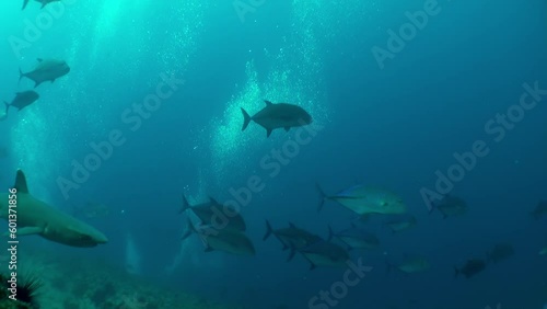 Wallpaper Mural Isla del Coco is great place to see fish and shark swimming underwater. While tourism is carefully managed to ensure protection, visitors are still able to experience its natural wonders up close. Torontodigital.ca