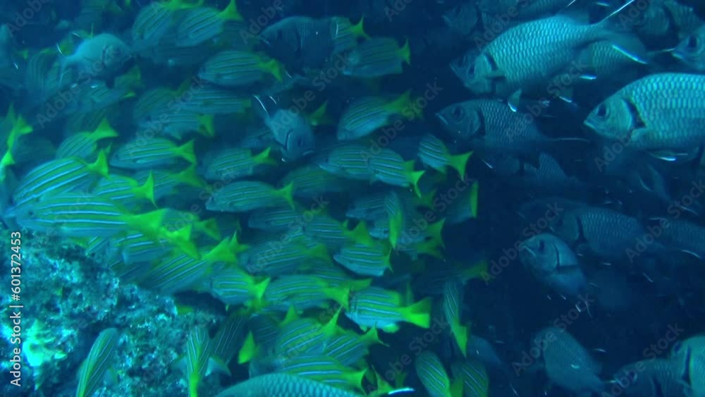 Waters surrounding Isla del Coco were teeming with school of tiny, silver fish. Island is home