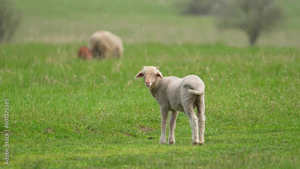 Little lamb look at the camera in the meadow. sheep grazing green grass during summer day. admertising shot fot packshot. Farm animals concept Little lamb look at the camera in the meadow. sheep grazing green grass during summer day. admertising shot fot packshot. Farm animals concept