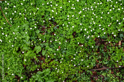 High angle view over Anemonoides nemorosa, wood anemones, Bertem, Flemish Brabant, Belgium photo