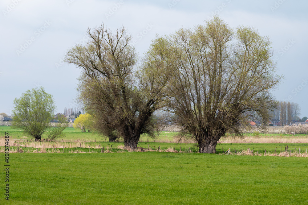 Green fields and woods at the Flemish countryside around Oplinter, Belgium