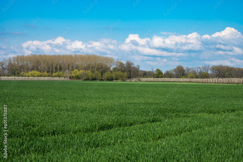 Fototapeta premium Green agriculture fields with a corn plantation, Belgium