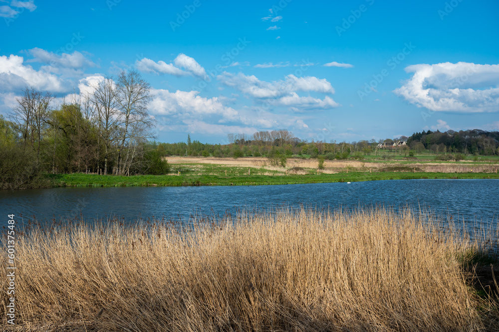 Swamp pool with yellow reeds around Diest, Brabant, Belgium Swamp pool with yellow reeds around Diest, Brabant, Belgium