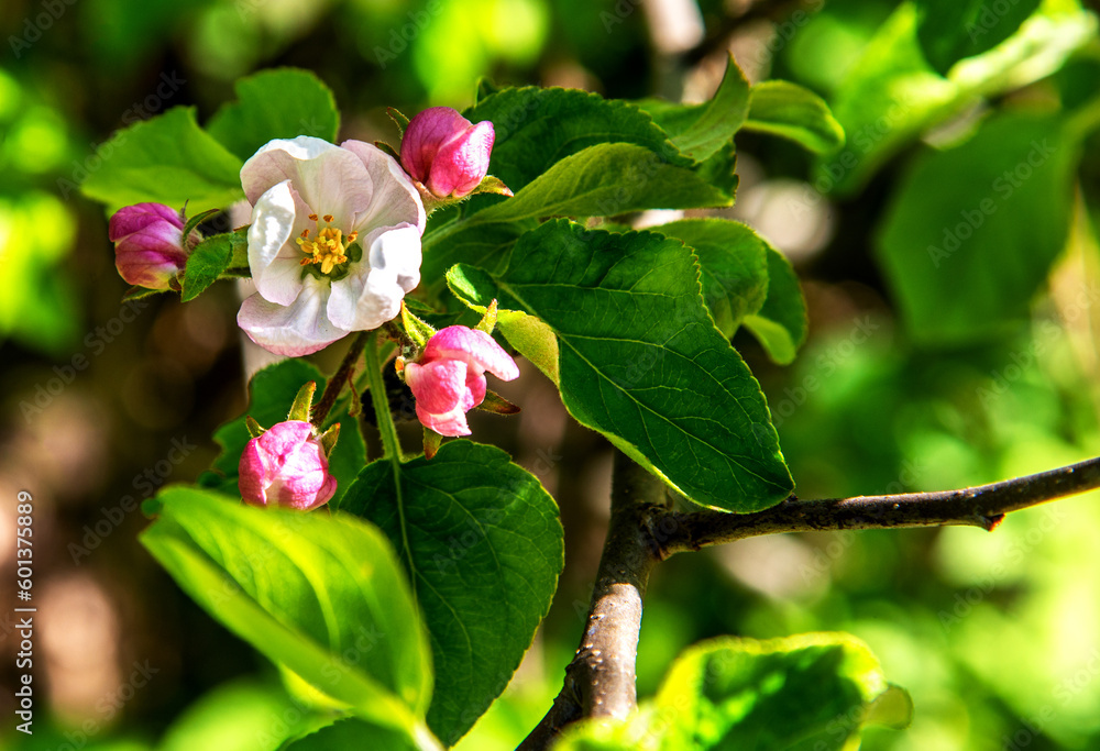Obraz premium Inflorescences of fruit trees growing in places of old orchards in the city of Bialystok in Podlasie, Poland.